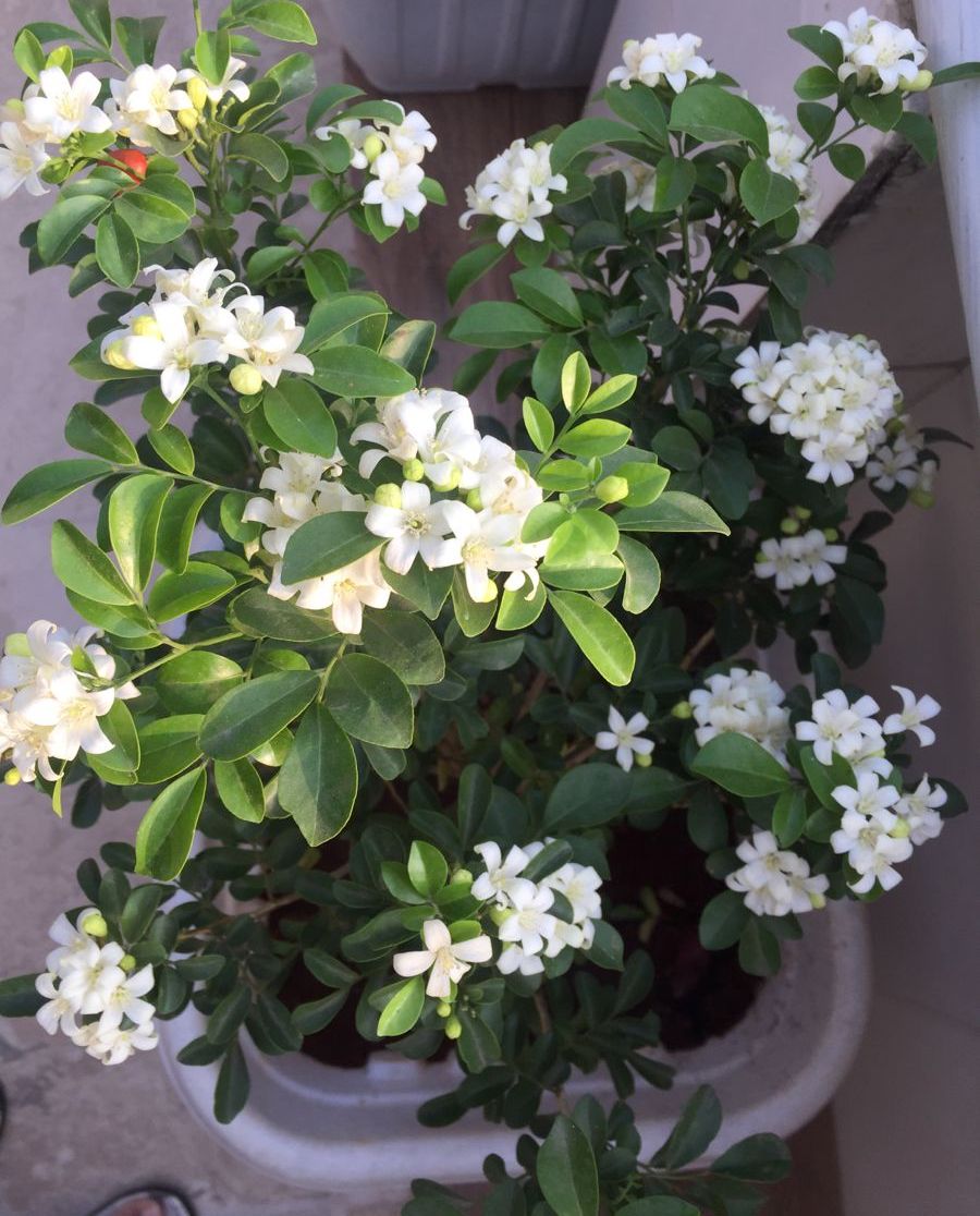 👨‍🌾🌿 Why Kamini is so Popular n Seducing ? Nurserylive Nurserylive